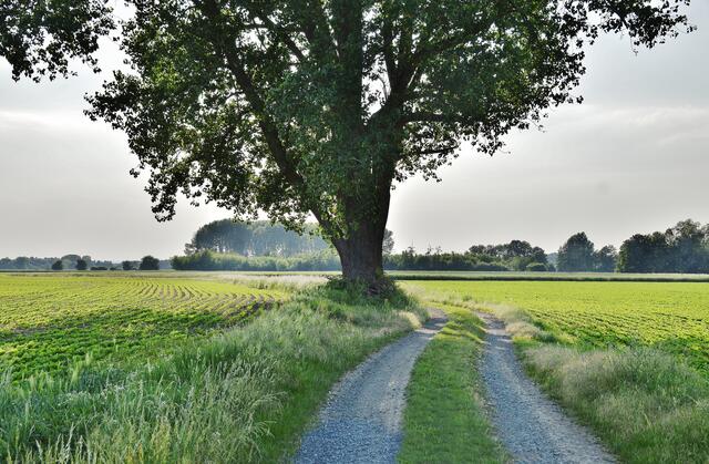 02.06.2017 © AW Der Weg zurück nach Rethen
