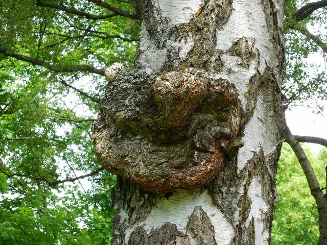 Dieser Baum befindet sich im "Hexengarten" und wir (meine Älteste und ich) befinden uns mittendrin (im "Hexengarten").