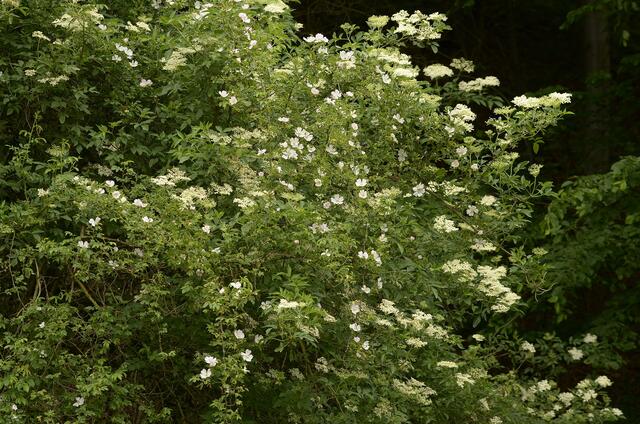 Holunder schmückt sich mit Rosen (oder umgekehrt?)