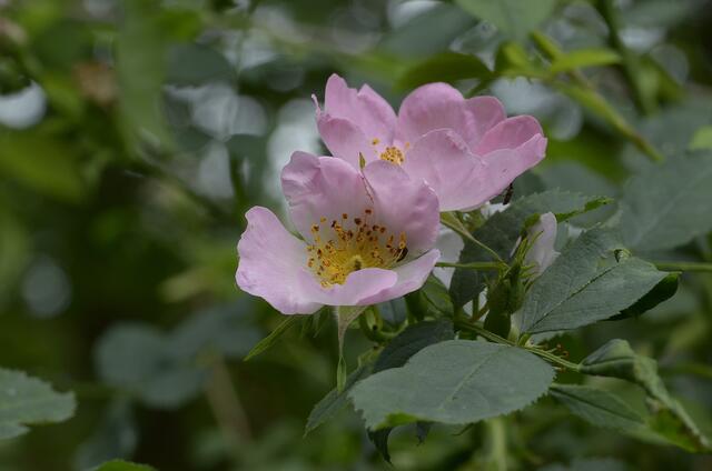 eine Schönheit der 'anderen' Art - Hunds-Rose, auch Hagebutte genannt