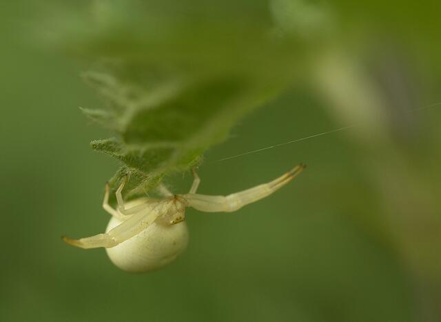 Veränderliche Krabbenspinne hängt ab...........