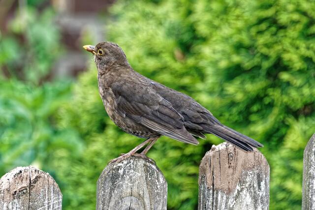 Die Amselmutter bringt auch am Abend noch einmal reichlich Futter ins Nest! (Wegen der Dämmerung wurde beim Fotografieren auch ein starkes Blitzlicht eingesetzt)