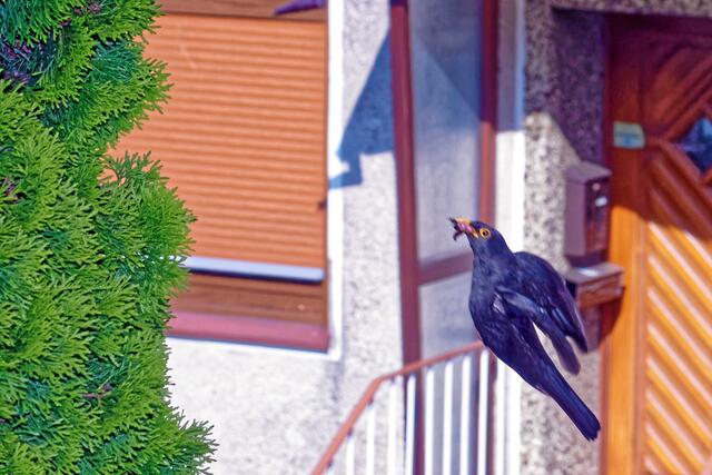 Der Amselhahn hat hier u.a. zwei besonders dicke Würmer im Schnabel!
