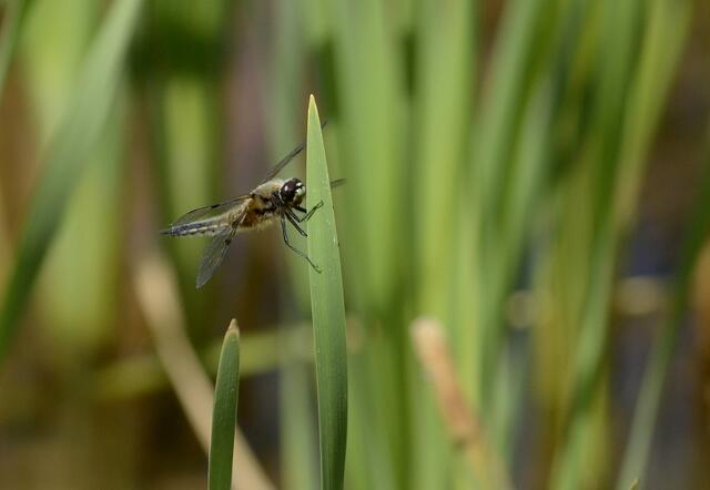 Vierfleck - beobachtet