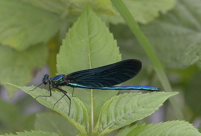 Blauflügel-Prachtlibelle – Calopteryx virgo - blaue Schönheit