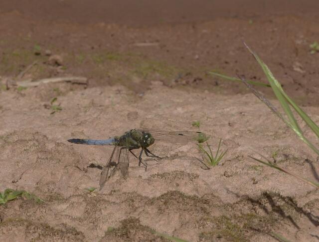 Großer Blaupfeil – Orthetrum cancellatum