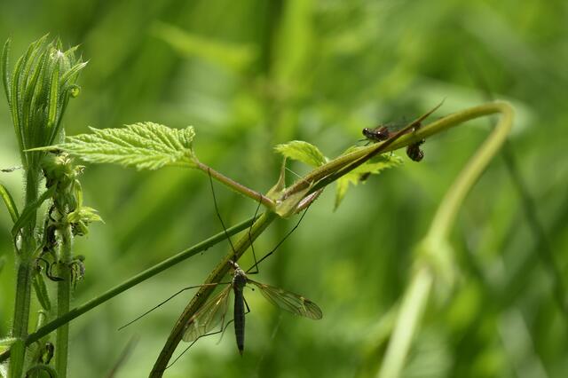 Auf der Lauer - Frühe Adonis-Libelle und Wiesenschnake