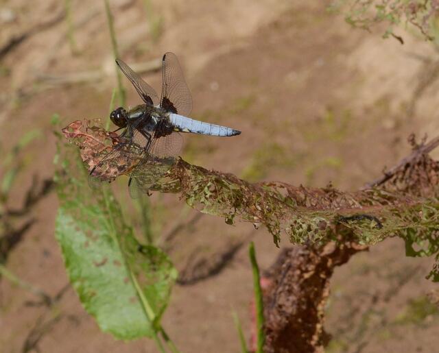 Plattbauch – Libellula depressa
