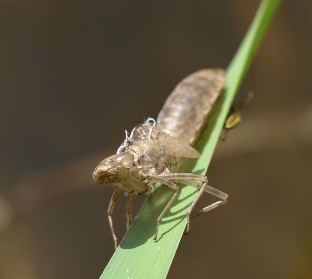 Nicht leicht, da raus zu schlüpfen - die weißen 'Fäden' hielten das Schlupfloch zu