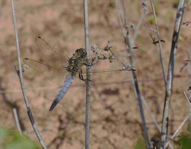 Blaupfeile haben keinerlei Basalflecken, weder in den Vorder-  noch in den Hinterflügeln, aber die Flügelmale sind dunkel. Ihre Augen sind  je nach Art grau-grün, grau, blau oder hellblau