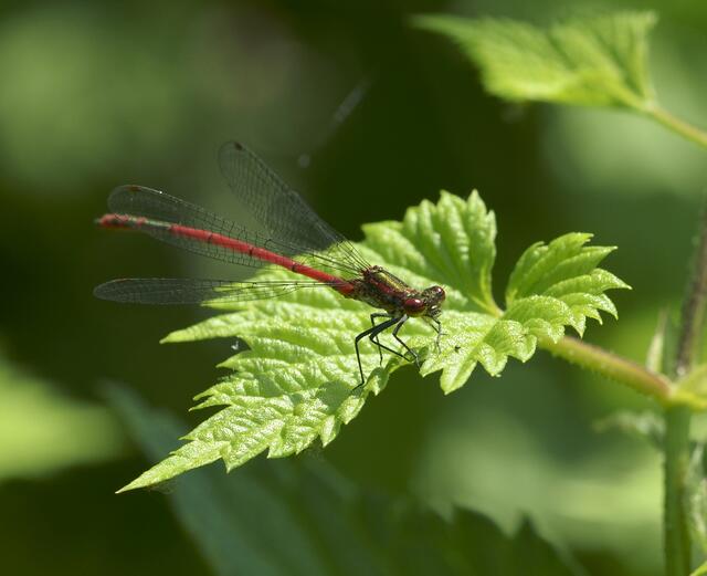 Frühe Adonislibelle - die schöne Rote