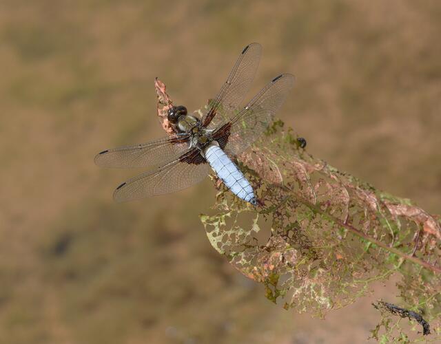 Der Plattbauch hat in jedem seiner 4 Flügel einen kräftigen dunklen Fleck am Flügelansatz, den Basalfleck  -  die Augen sind dunkelbraun bei ihnen