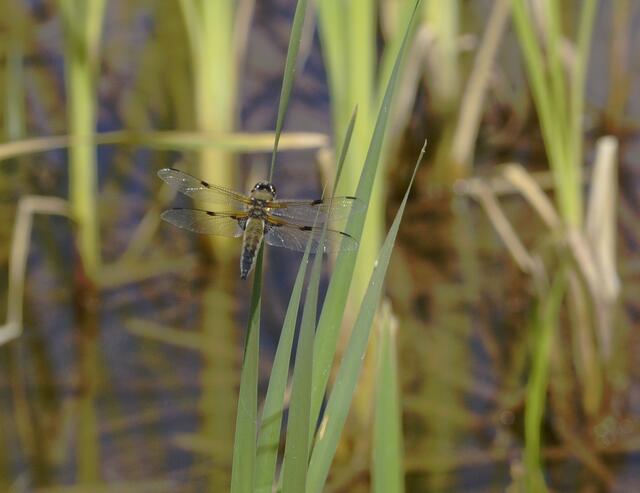 Vierfleck-Libellen - an den vier größeren dunklen Flecken an den Flügelrändern sind sie recht einfach zu erkennen - daher haben sie den deutschen Namen „Vierfleck“