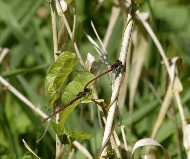 Frühe Adonislibelle - Pyrrhosoma nymphula - Paarungstandem