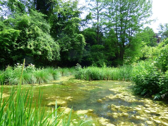 Teich mit.................