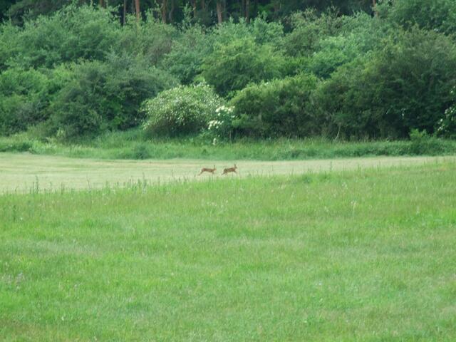 Die Hasen toben ausgelassen auf der Wiese