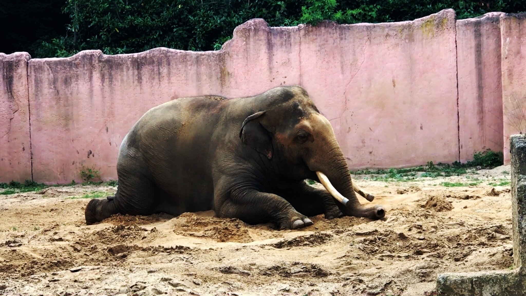 15.06.2017. Ein Besuch im ErlebnisZoo Hannover. Elefant Nikolai
