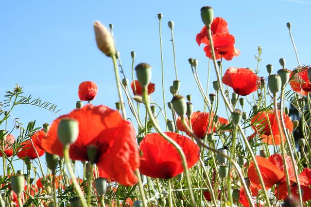 Mohn