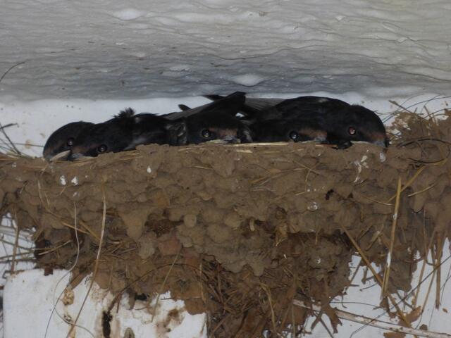 verstecken im bereits sehr engen Nest