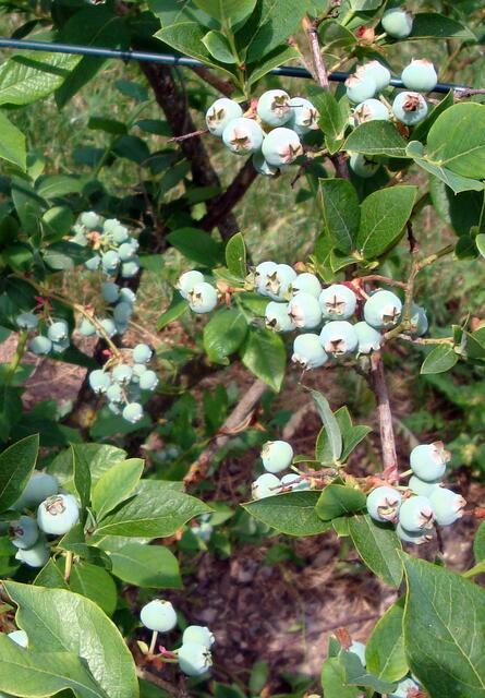 . Sie unterstützen den Aufbau einer gesunden Darmflora und helfen bei Bauchkrämpfen und Blähungen. Heidelbeeren und Heidelbeersaft schützen die Blase vor Entzündungen. Sie enthalten eine Wirksubstanz, die Bakterien daran hindert sich in der Blasenwand festzuhalten.