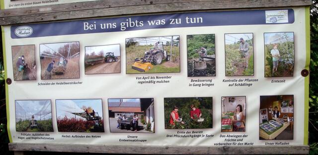 Die Ernte dauert von Mitte Juli bis Mitte September.