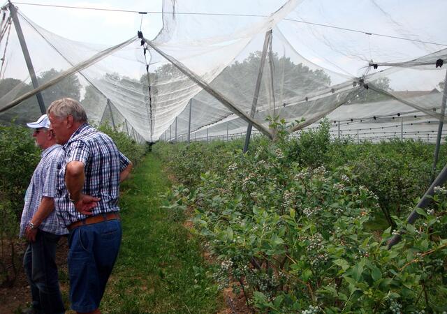 Das Heidelbeerfeld ist eingezäunt (wg. Fuchsbandwurm), die Beeren sind naturbelassen und werden schonend mit der Hand gepflückt.