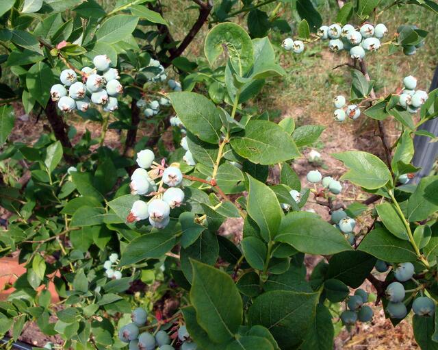 Heidelbeeren stärken die Sehkraft und sind laut ADAC für Autofahrer hervorragend gegen Nachtblindheit geeignet.