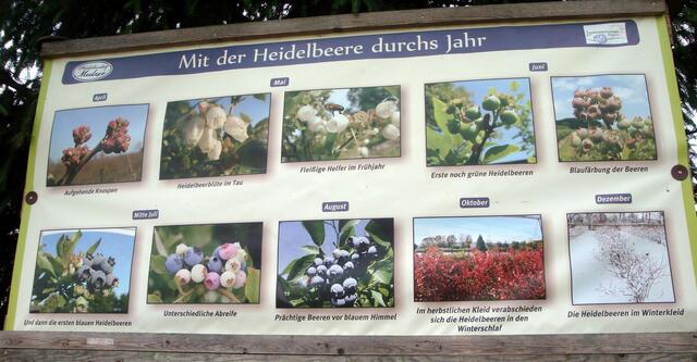 Heidelbeeren? So gut und so gesund!