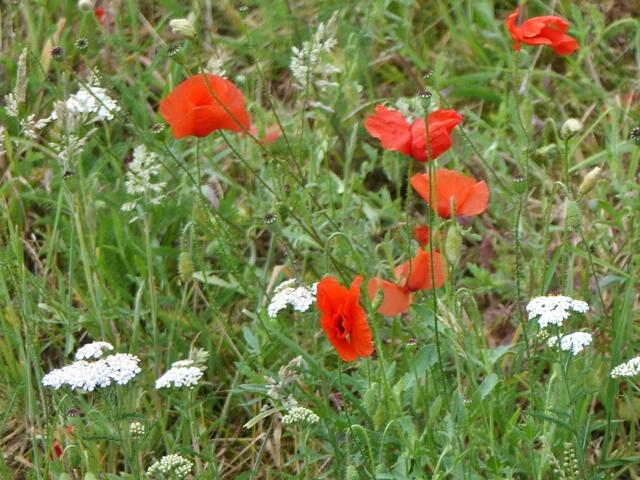 Mohn etc.