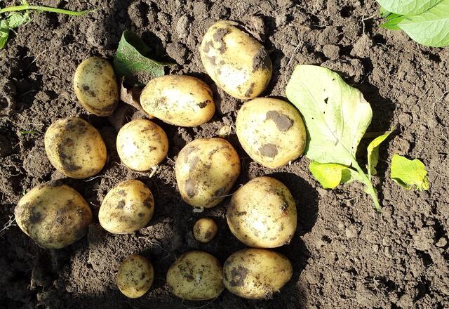 ein Busch Frühkartoffeln am 27. Juni 2017. Bis zur Vollreife werden sie noch um einiges Größer.