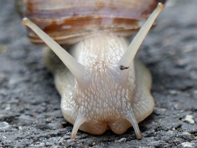 Weinbergschnecke