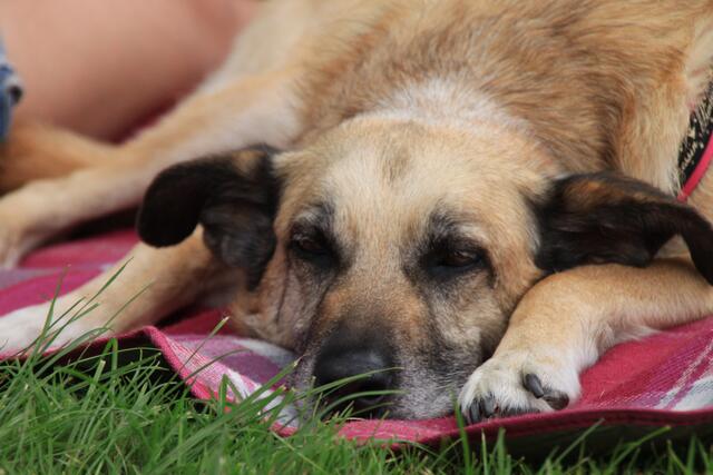 Päuschen verdient.. Nancy beim Chillen