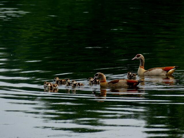 Ich denke, das sind Nilgänse. 6 Küken dabei.
