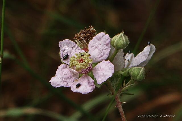 Brombeerblüte..