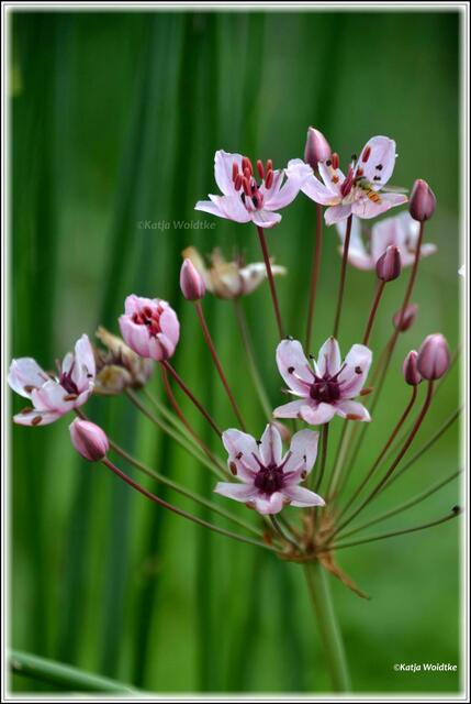 Stadtpark Hannover - Schwanenblume (Butomus umbellatus) in den Wasserbecken des Fontänengartens (Foto: Katja Woidtke)