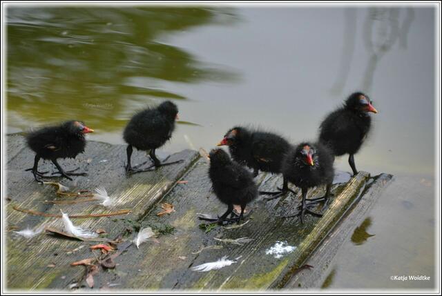 Stadtpark Hannover - Küken einer Teichralle am Entenhaus (Foto: Katja Woidtke)