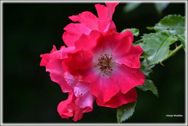 Stadtpark Hannover - Kletterrose "Dortmund" (Foto: Katja Woidtke)