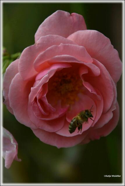 Stadtpark Hannover - Kletterrose "Lawinia" (Foto: Katja Woidtke)