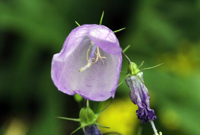 sieht fast wie ein kleiner Schirm aus