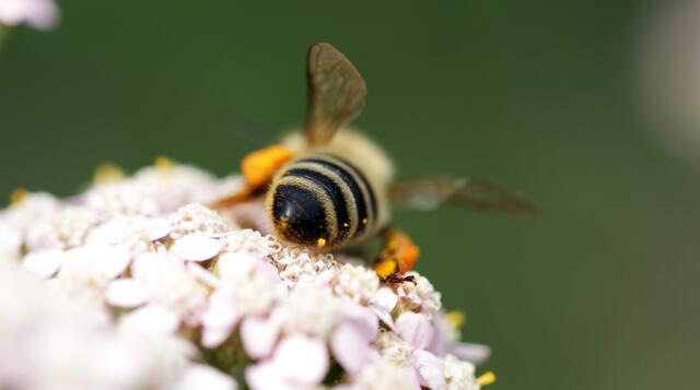schon sehr gut eingesammelt