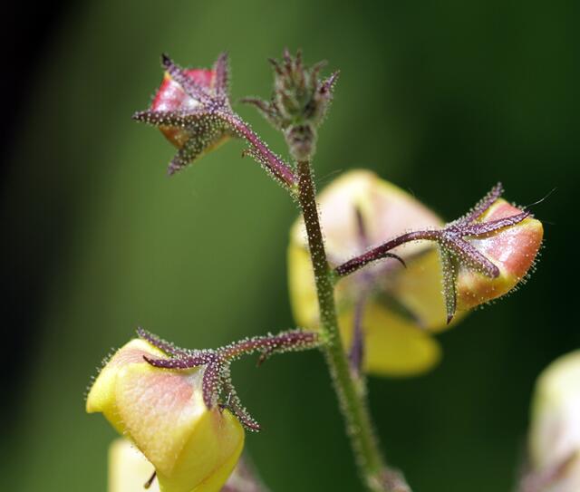zeigt sich nur von hinten