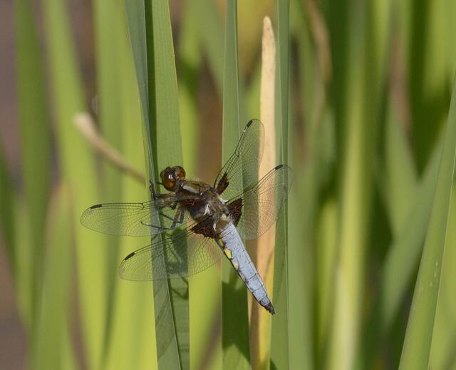 gut sichtbar hier seitlich  die hellen Flecken