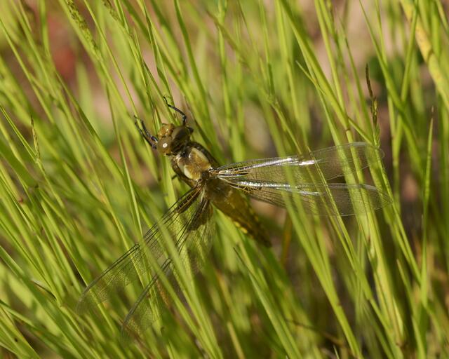 eine frisch geschlüpfte
