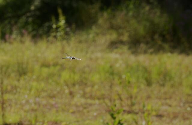 Flugschnappschüsse - dafür muss ich noch üben