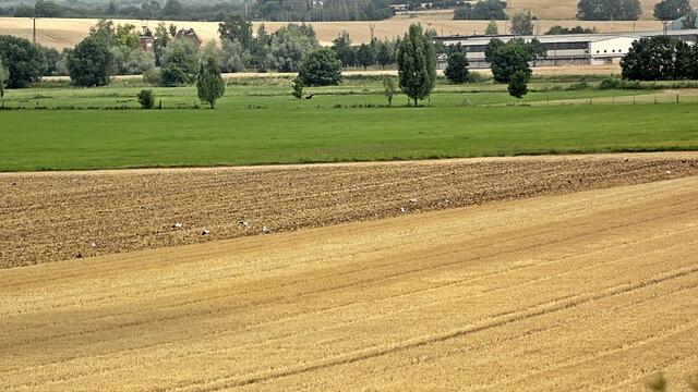 Eine schöne Begleitung beim Pflügen / 9.7.2017 !