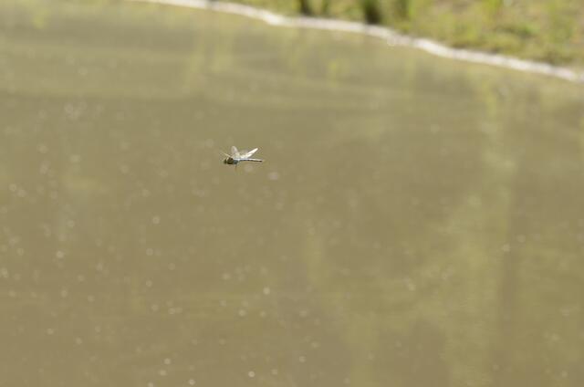 ...mal wieder eine erwischt