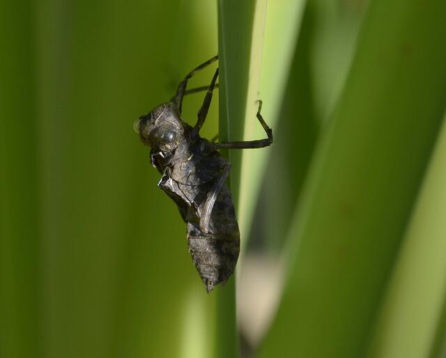 (sie hat noch einen anstrengenden Schlupf vor sich)  nein, sie ist  schon  aus ihrer 'KinderJugendHaut' geschlüpft