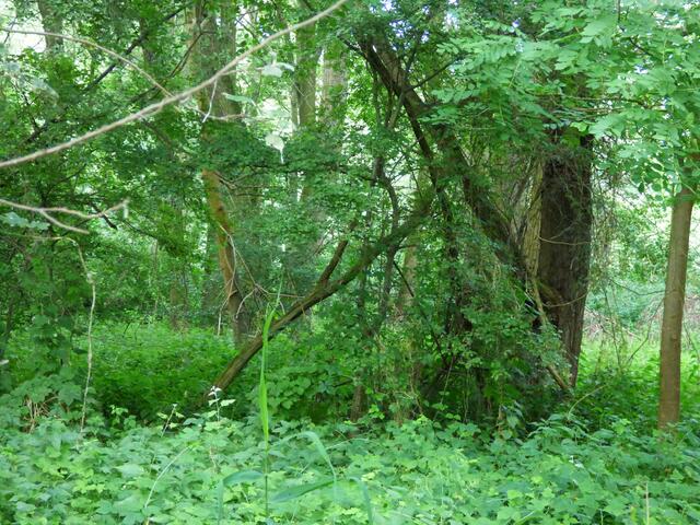 Wie ein Blick in einen Urwald.