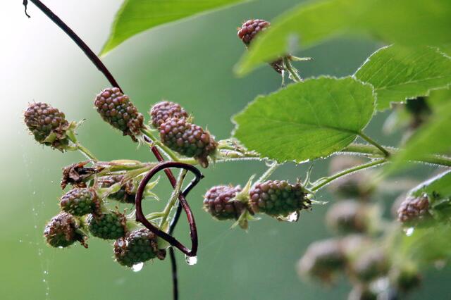 Regentropfen, die auf die Brombeeren klopfen :-)