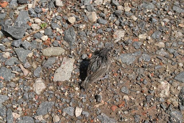 Ein junger Vogel